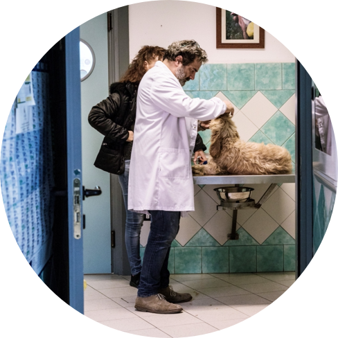 Veterinario durante un controllo