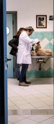 Veterinario durante un controllo